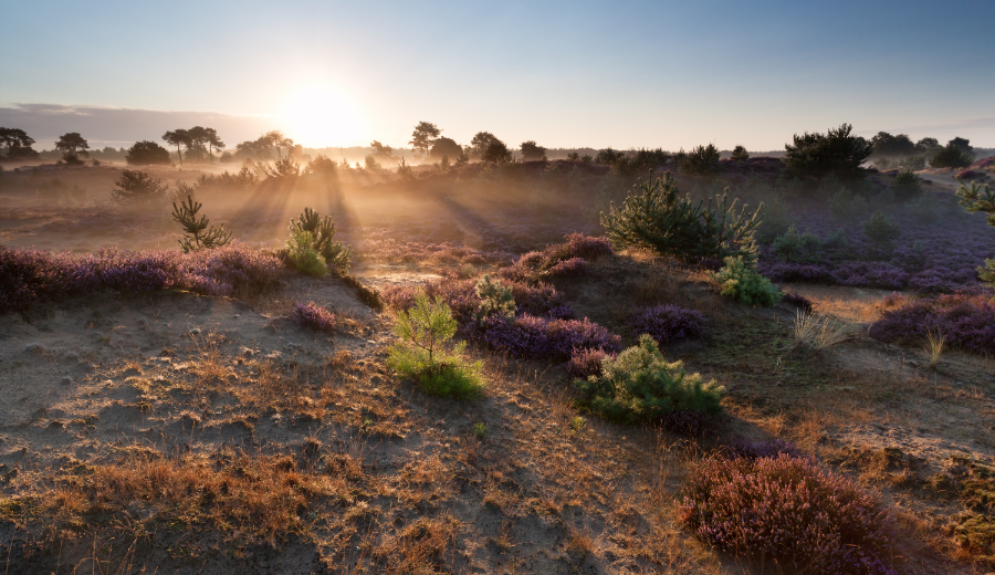 Duingebied in Noord-Holland in de buurt van Castricum en Egmond. - Oxtarn Clinics & Adventures